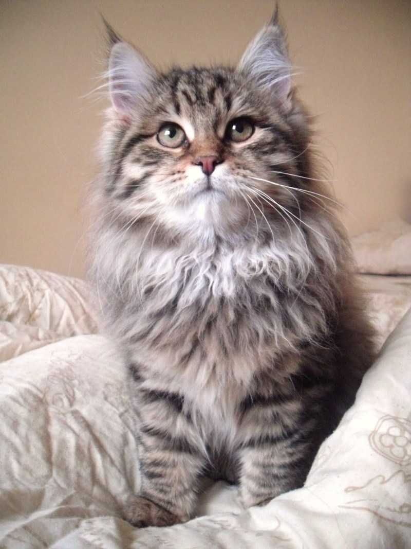 Сибирская кошка