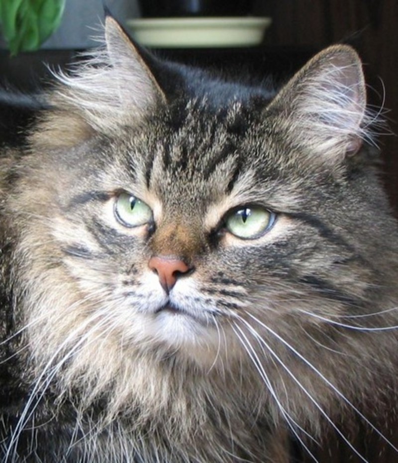 Сибирские коты