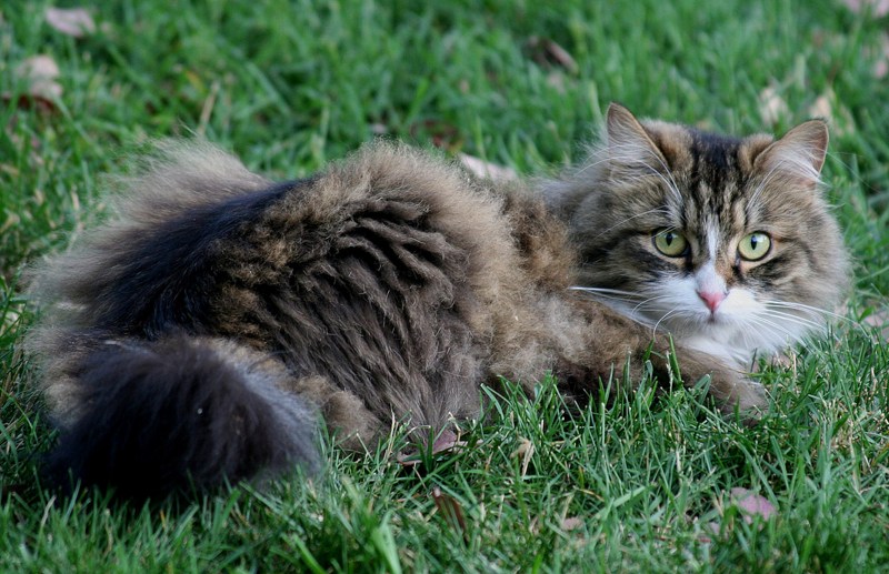 Норвежская Лесная кошка короткошерстная