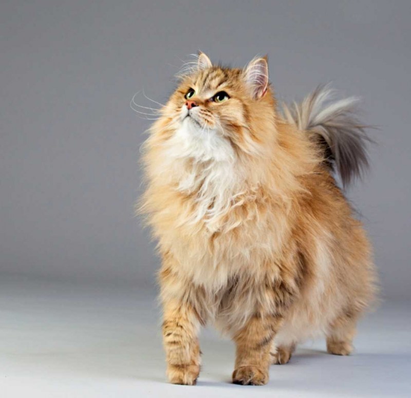 Сибирская среднешерстная кошка