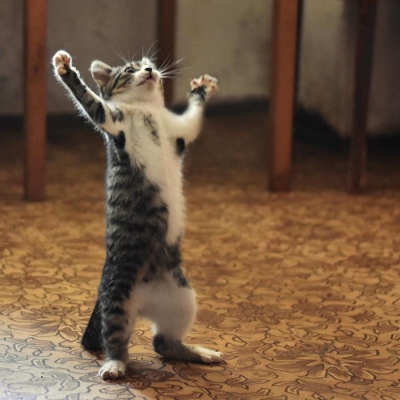 Котик сидит на задних лапах