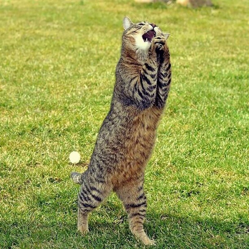 Коты стоящие на задних лапах