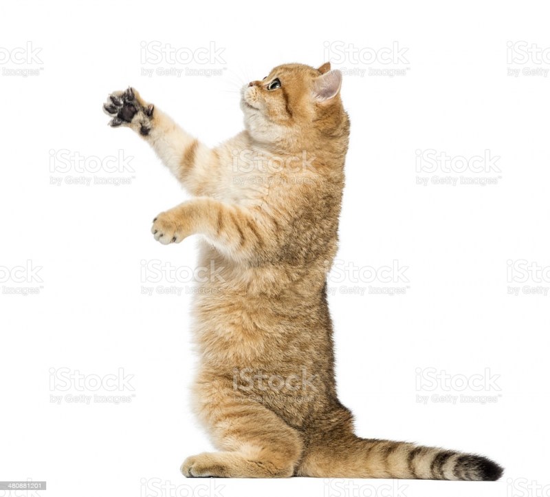 Двуногие коты