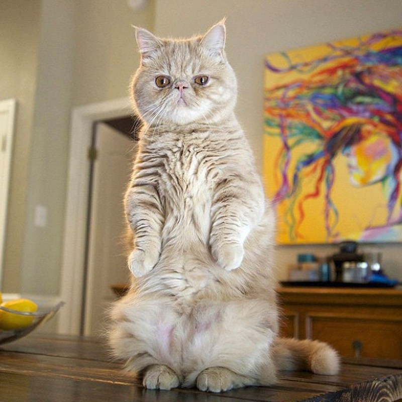 Кот стоящий на задних лапах