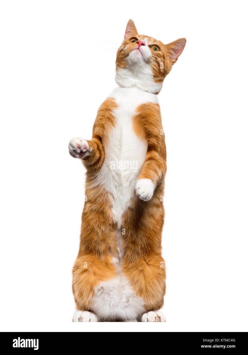 Коты на задних лапах