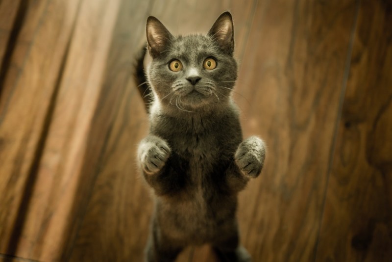 Кота стоя на задних лапах