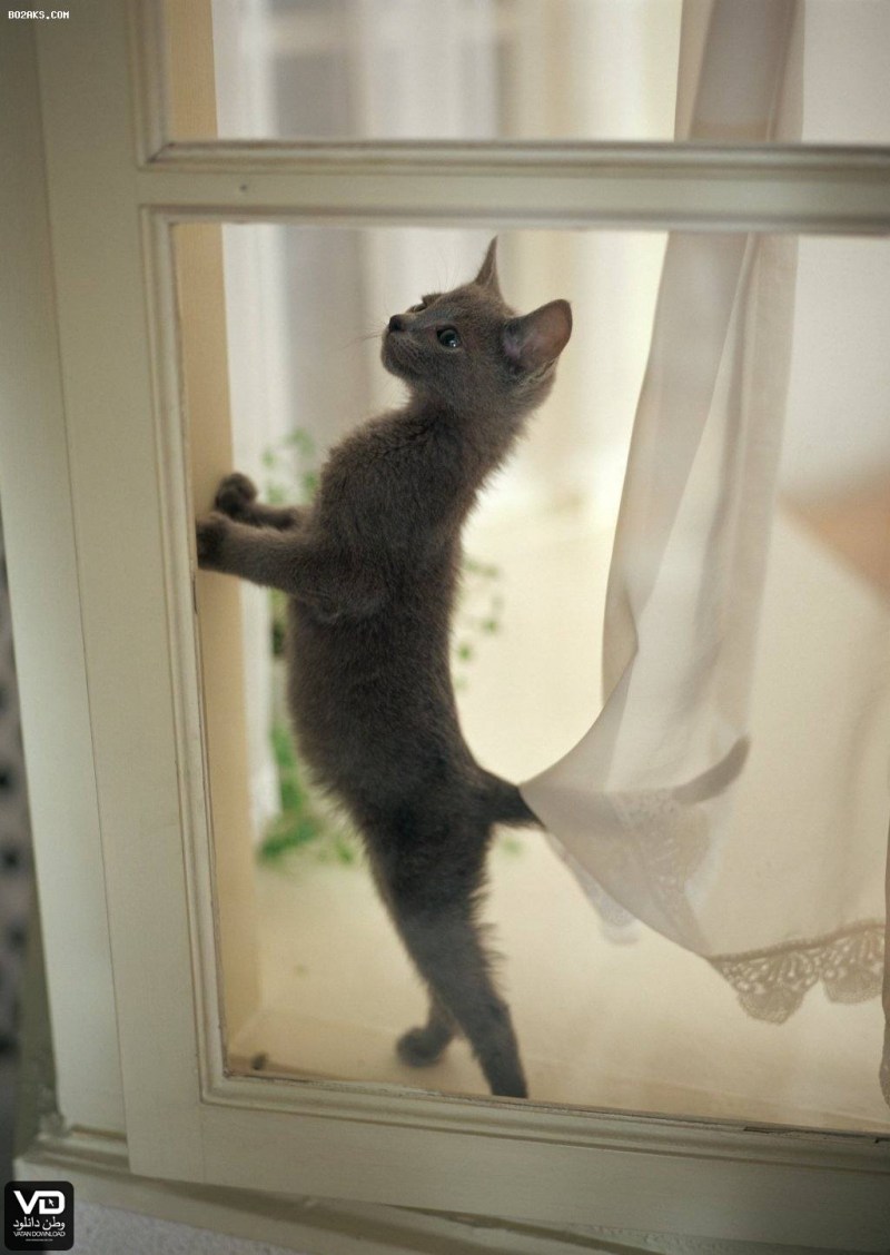 Котенок на задних лапах Мем