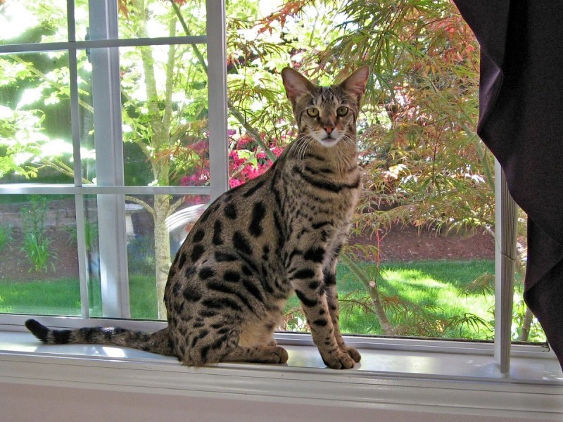 Саванна кошка