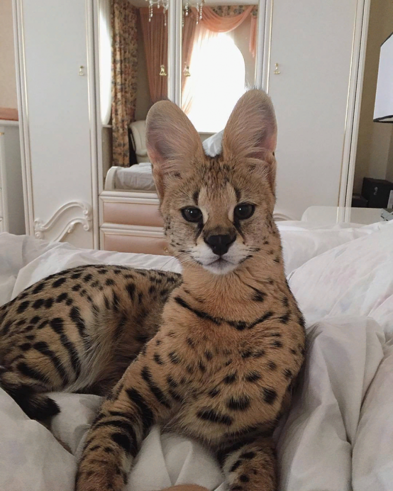 Кошка Саванна и сервал