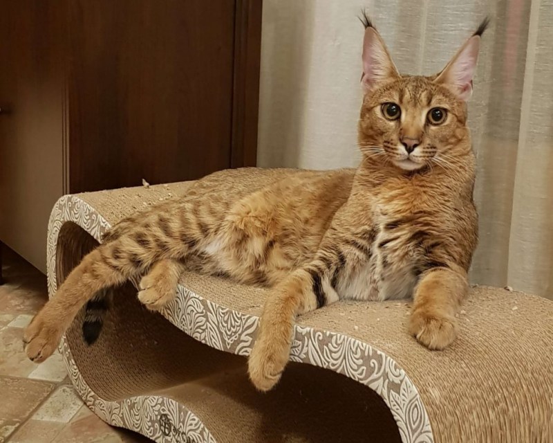 Каракет f2