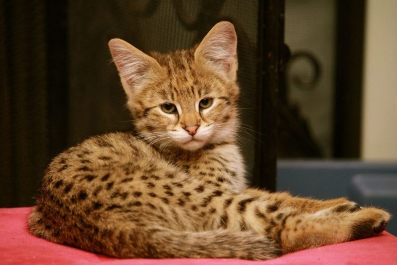 Саванна кошка