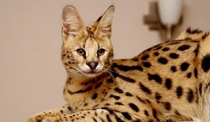 Кошка Саванна и сервал