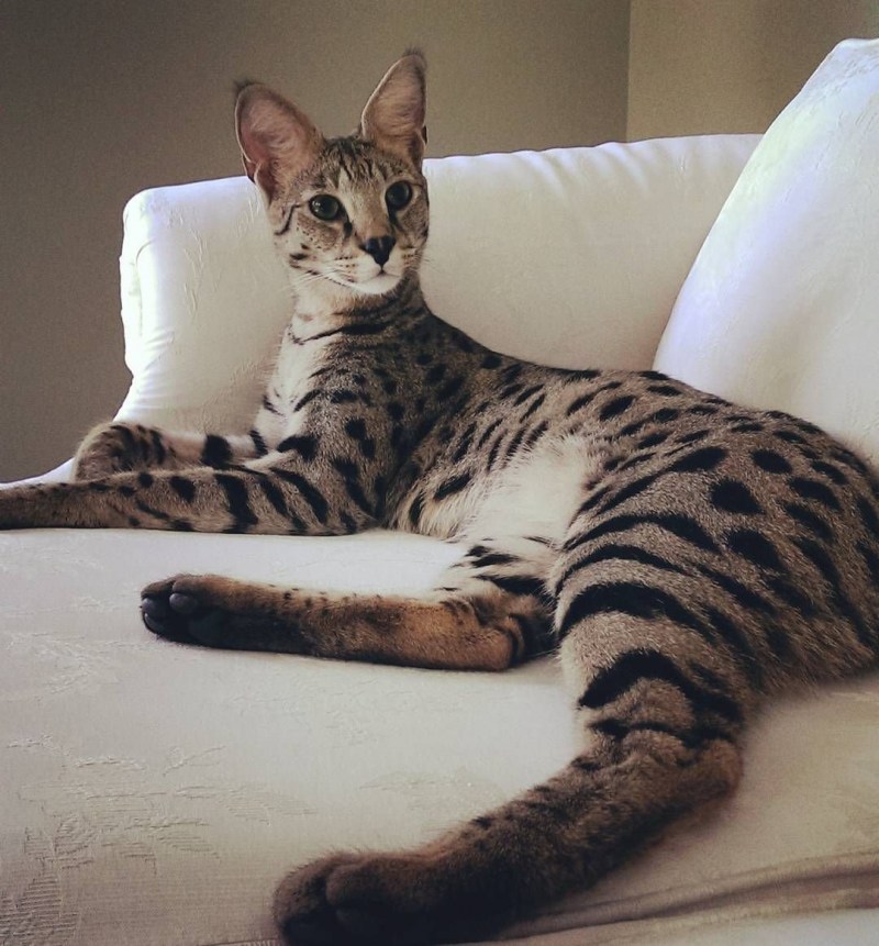 Саванна кошка серая