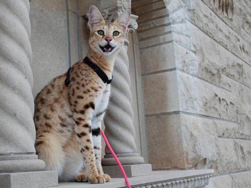 Кошка Ашера
