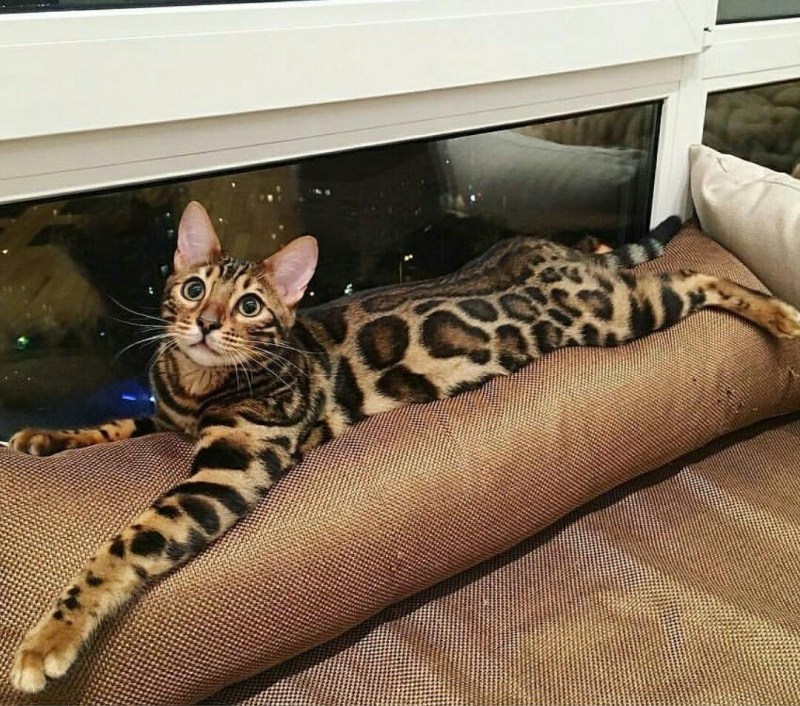 Бенгальская кошка взрослая
