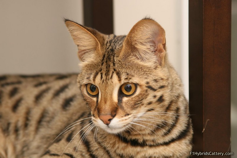Кошка Ашера