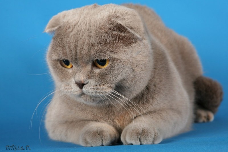 Скоттиш-фолд Шотландская вислоухая кошка