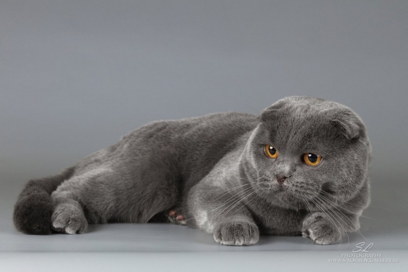 Шотландские вислоухие коты