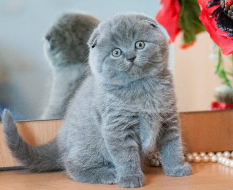 Британская короткошёрстная кошка вислоухая