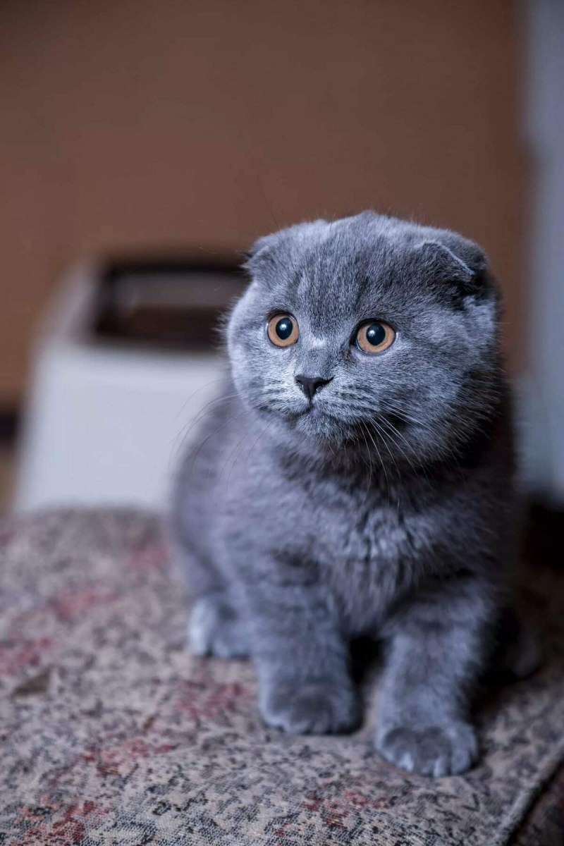 Шотландская вислоухая кошка