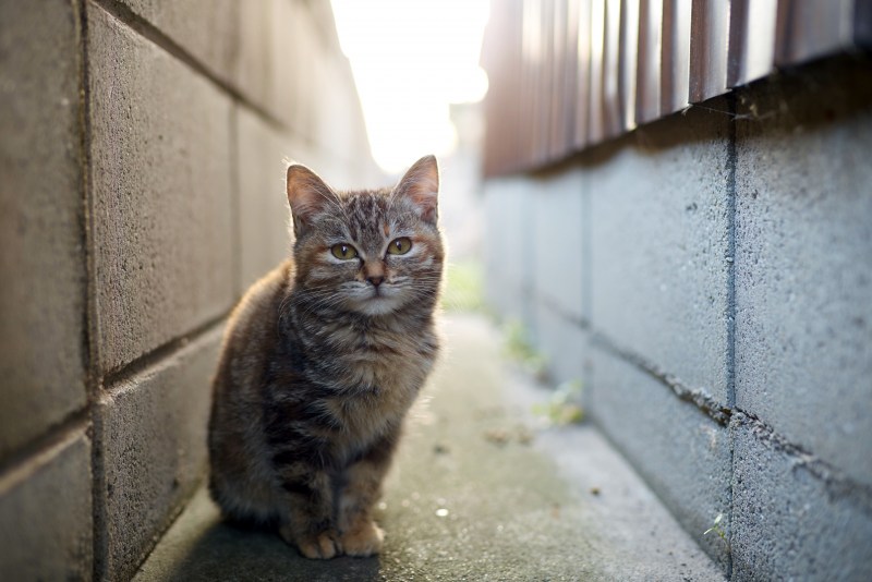 Уличный котенок