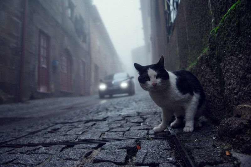 Кошка на улице города
