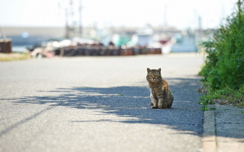 Котенок на дороге