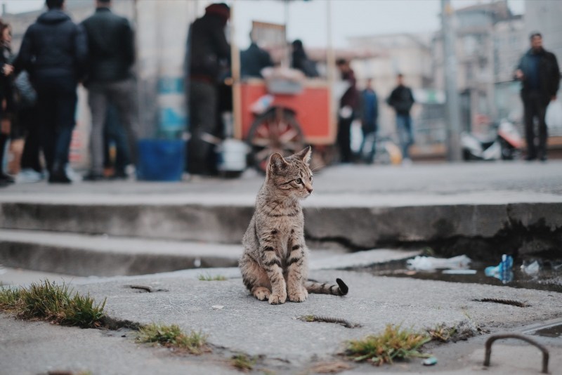 Бездомные кошки