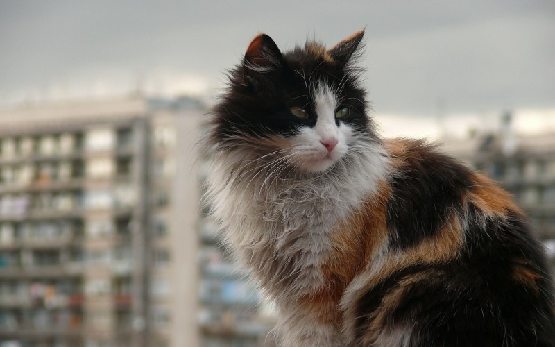 Трёхцветная кошка на улице
