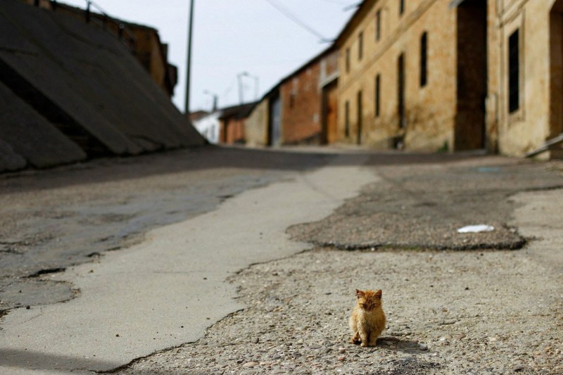 Одинокий котенок на улице