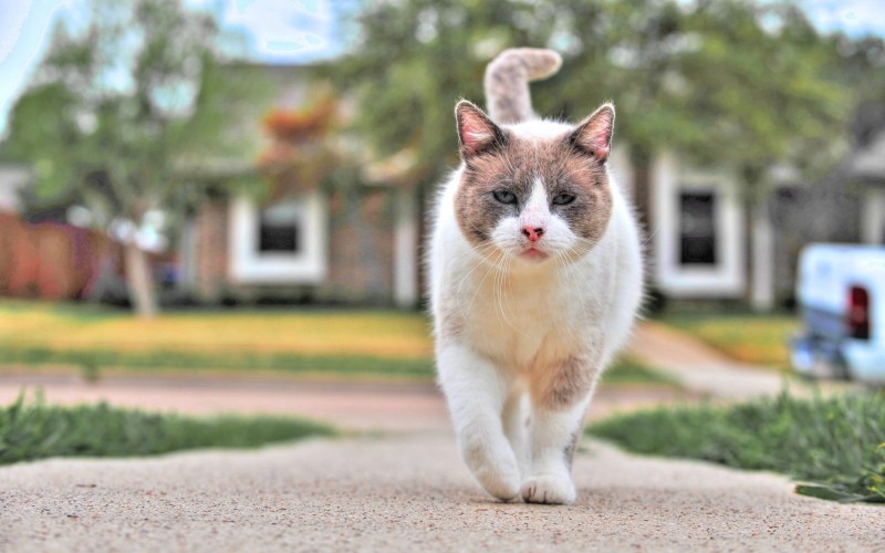 Уличный котенок