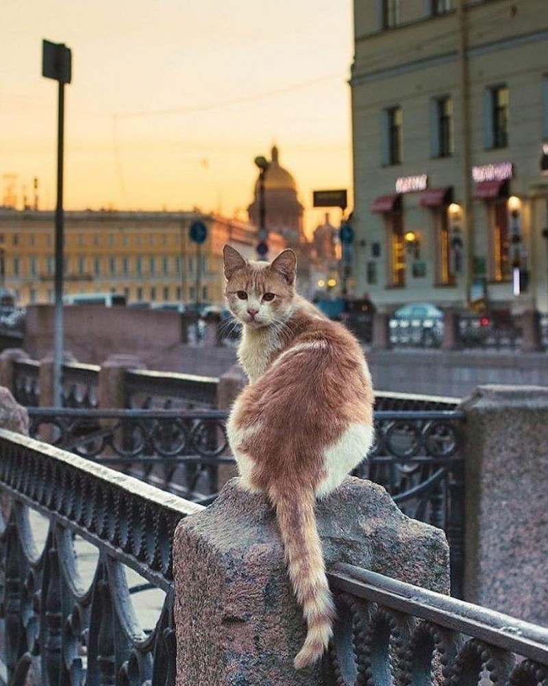 Питерские кошки