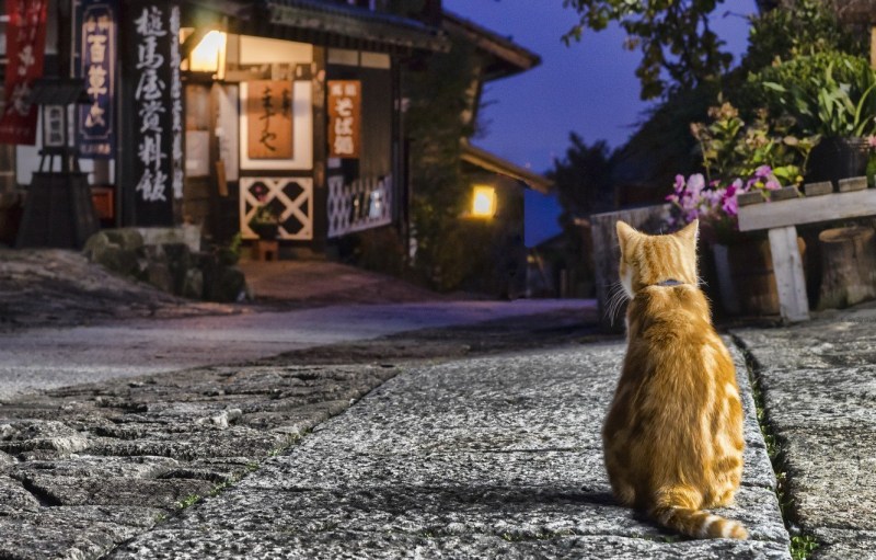 Кошечка на улице