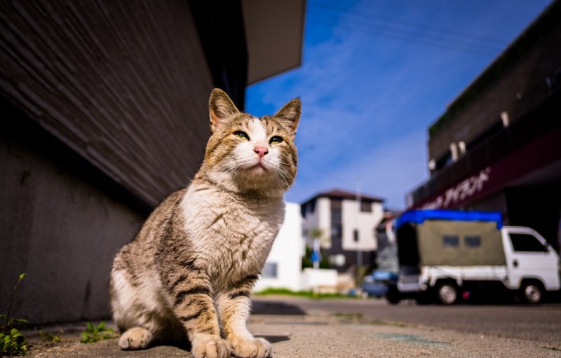 Коты на улице