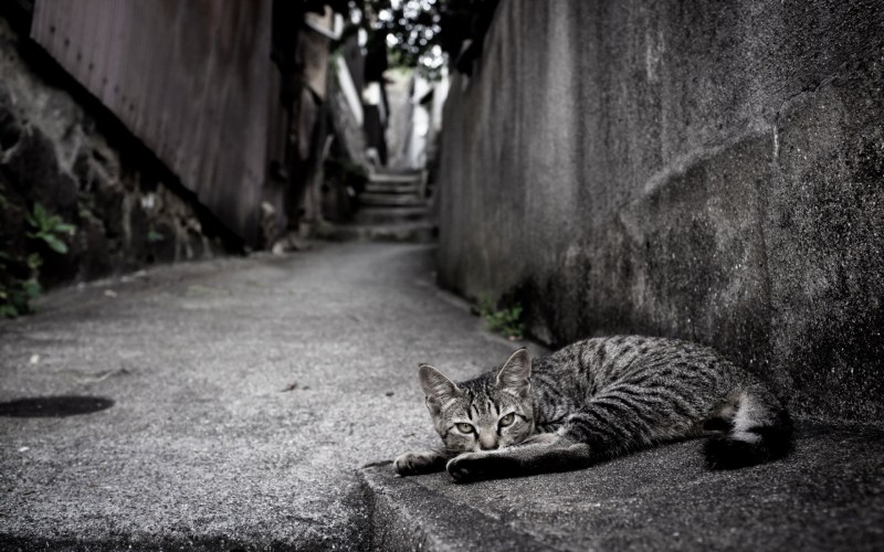 Уличные коты