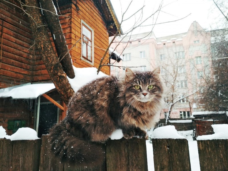 Уличные коты зимой