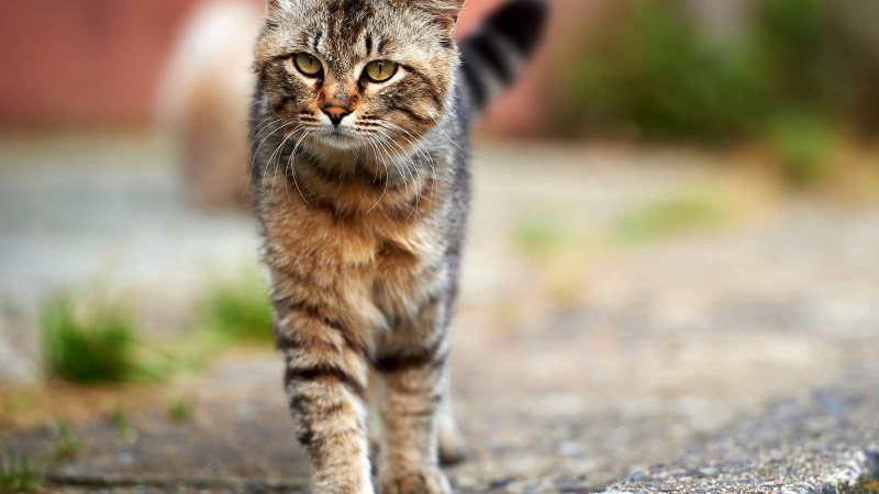 Котик на улице