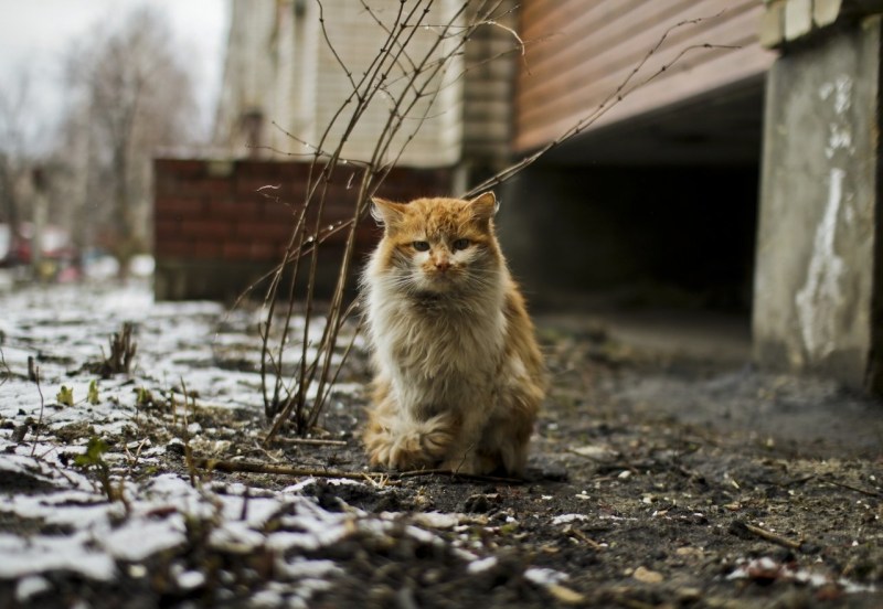 Уличные коты