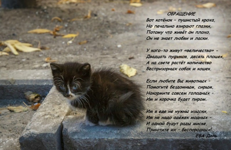 Маленький котенок на улице