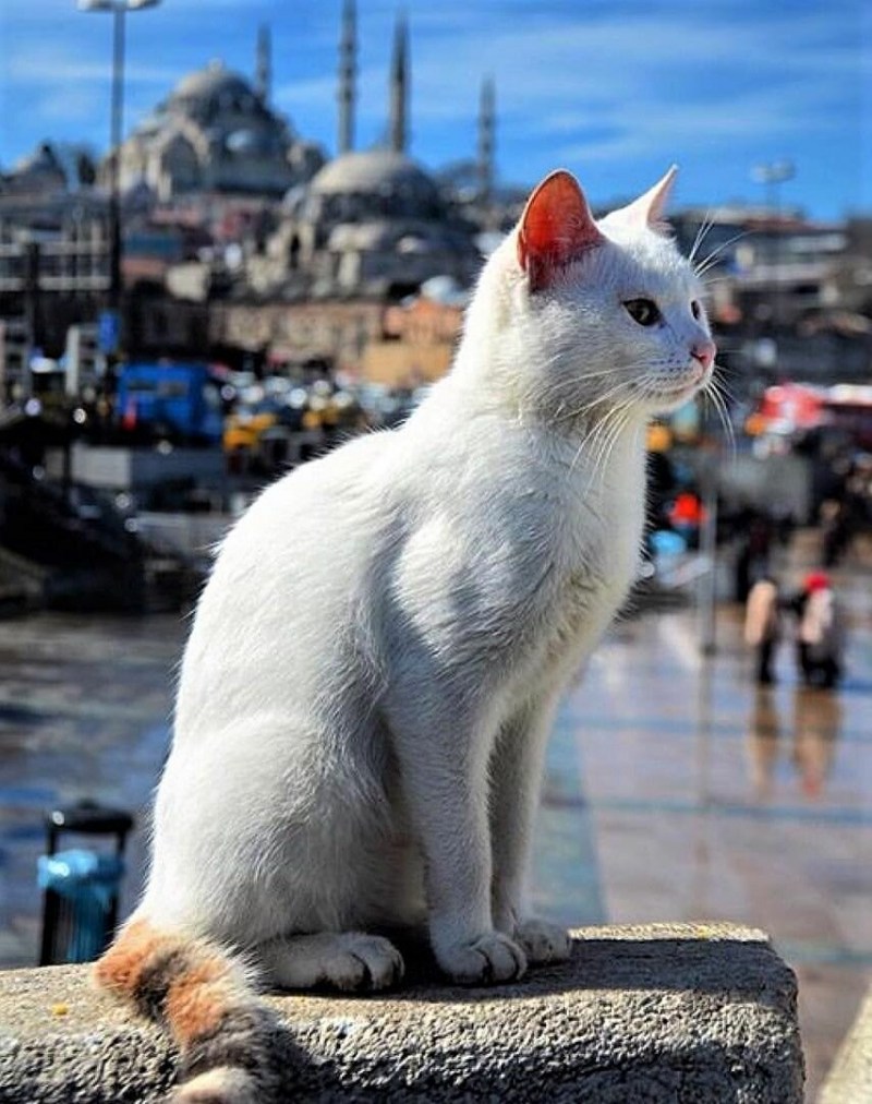 Стамбульские кошки