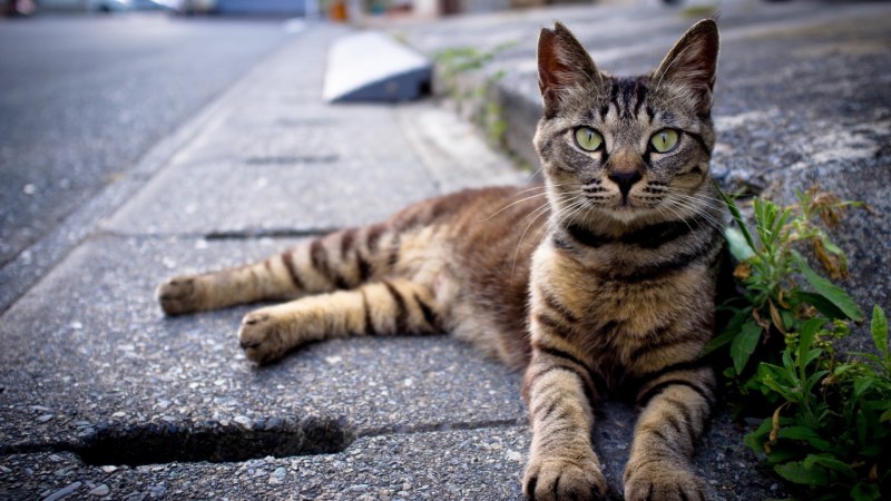 Лежачий кот