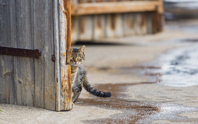 Одинокий котенок на улице