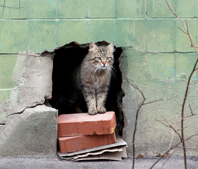 Котенок на улице