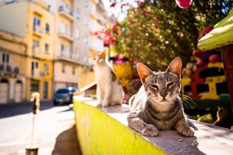 Кошка на улице