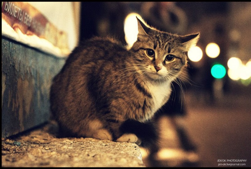 Красивая бездомная кошка