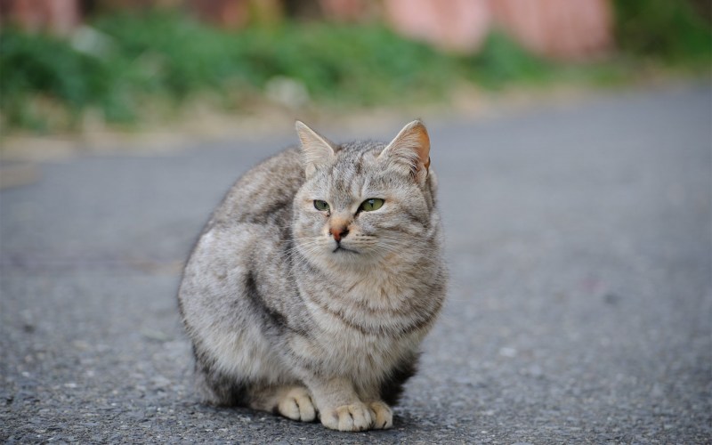 Серая кошка на улице
