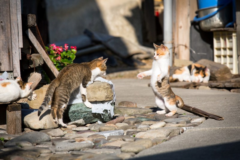 Кошка во дворе