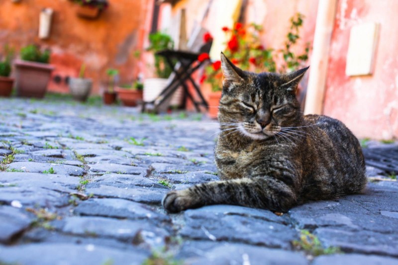 Красивые уличные коты
