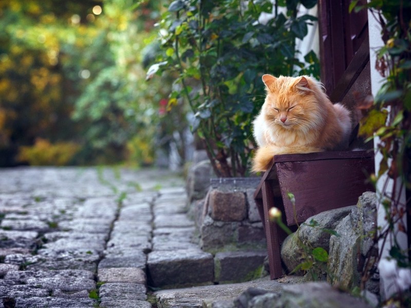 Кошки на улице деревни