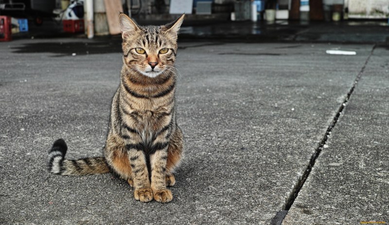 Кошка на улице